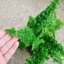 Cây Dương Xỉ Nhật - cây cảnh để bàn