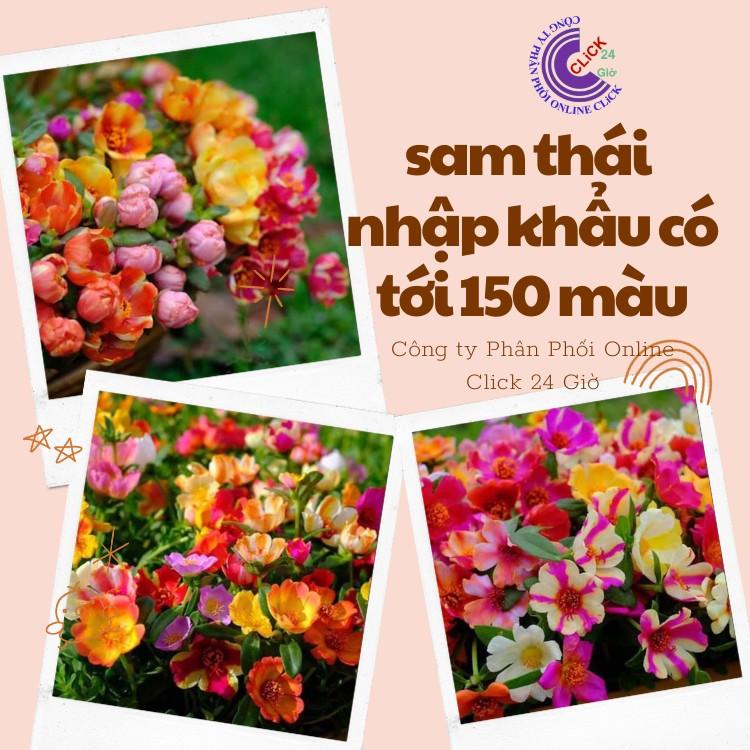 1 Ký Cành Giống Hoa Sam Nhiều Màu Hoa To ComBo 30 Màu Chuẩn Sam Thái Nhập Khẩu  Hoa Mười Giờ Bonsai & Phụ Kiện