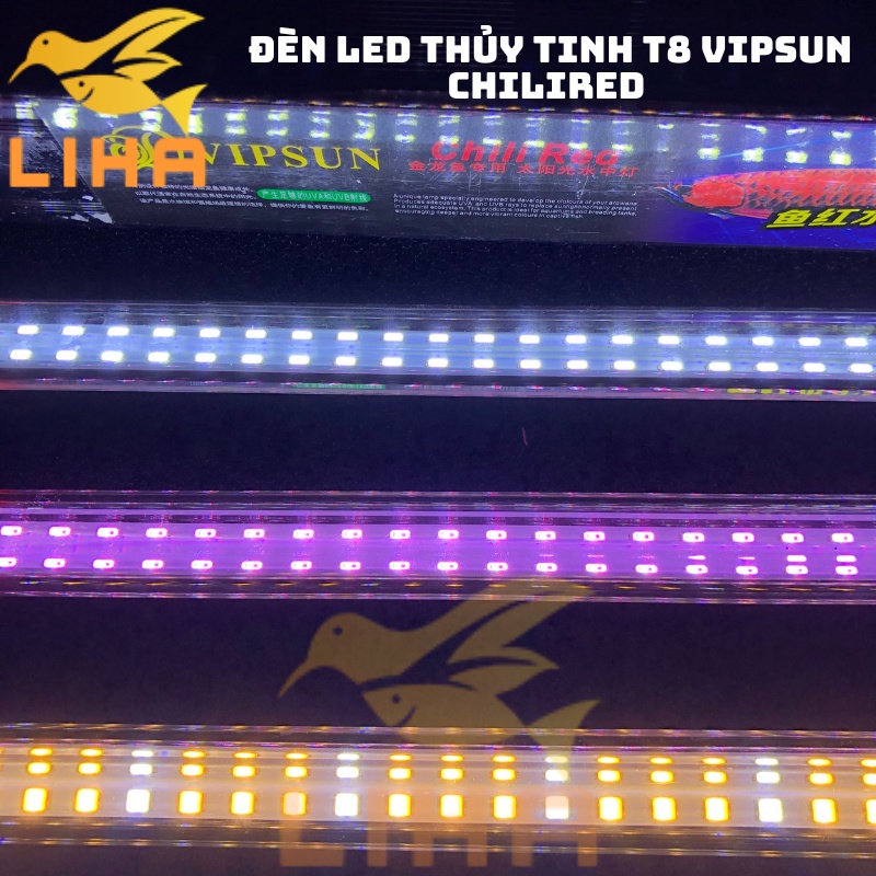 Đèn Led Thủy Tinh T8 Vipsun ChiliRed - Đèn Led 2 Hàng Led Không Đỏ Nước ...
