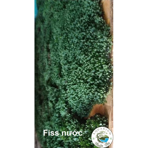 Rêu Minifiss lá nước (hộp 5 lớp ~ 7 tấc) lót nền bể thủy sinh | Shopee ...
