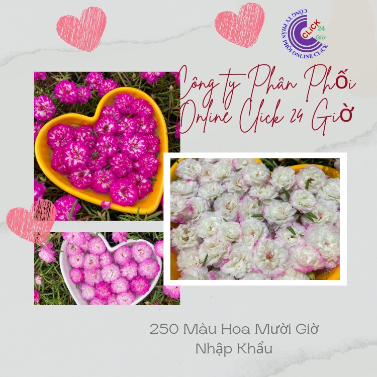 [Nở Cả Ngày] Combo Hoa Mười Giờ Thái Kép Màu Tím Mới Siêu Đẹp Dễ Trồng Nở Lâu