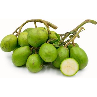 Nhà Thương Cây - CÓC THÁI| CÂY CÓ TRÁI