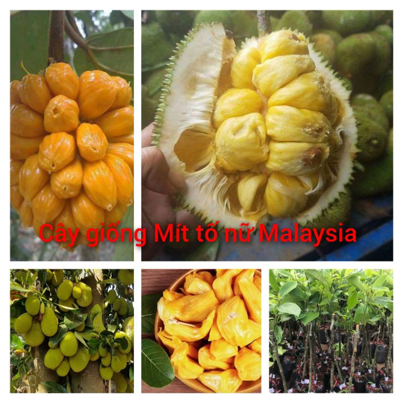 Cây giống mít tố nữ Malai (mít mật) | Shopee Việt Nam