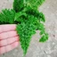 Cây Dương Xỉ Nhật - cây cảnh để bàn