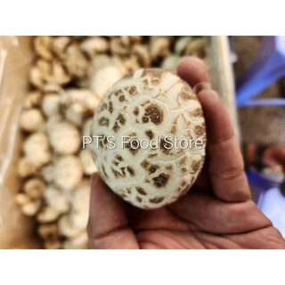 Nấm Đông Cô Nhật Bản Cao Cấp tròn đều trắng (Nấm Bông Trắng, Nấm Đông cô Bông) --> nấm bông