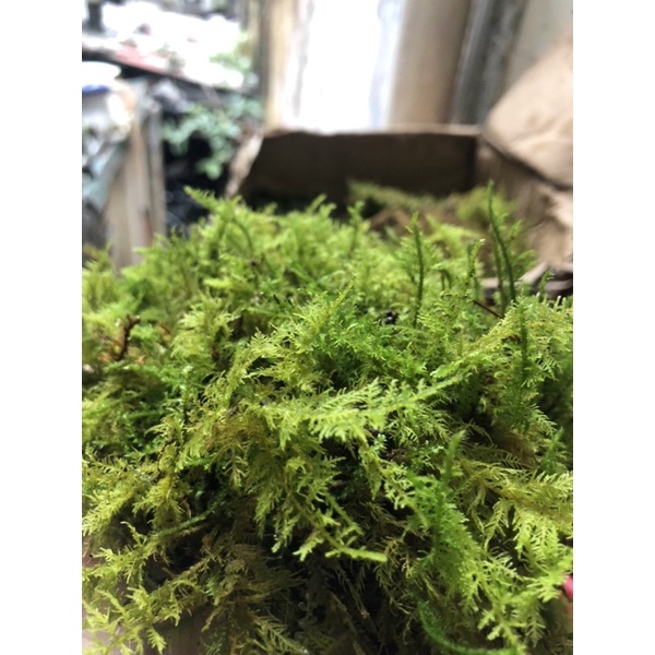 Rêu trác bá -  THUIDIUM MOS - dùng để setup bể bán cạn, terrarium