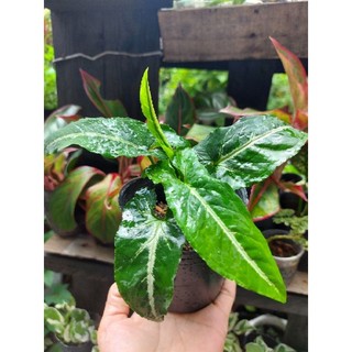 Trầu bà nhung sọc trắng