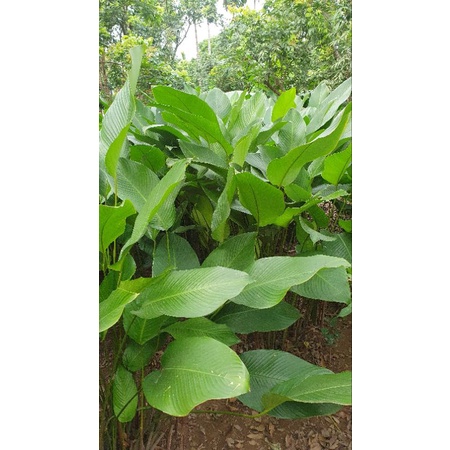 200-300-400 Lá Rong Dùng Gói Bánh Tẻ 21Cm Trở Lên | Shopee Việt Nam