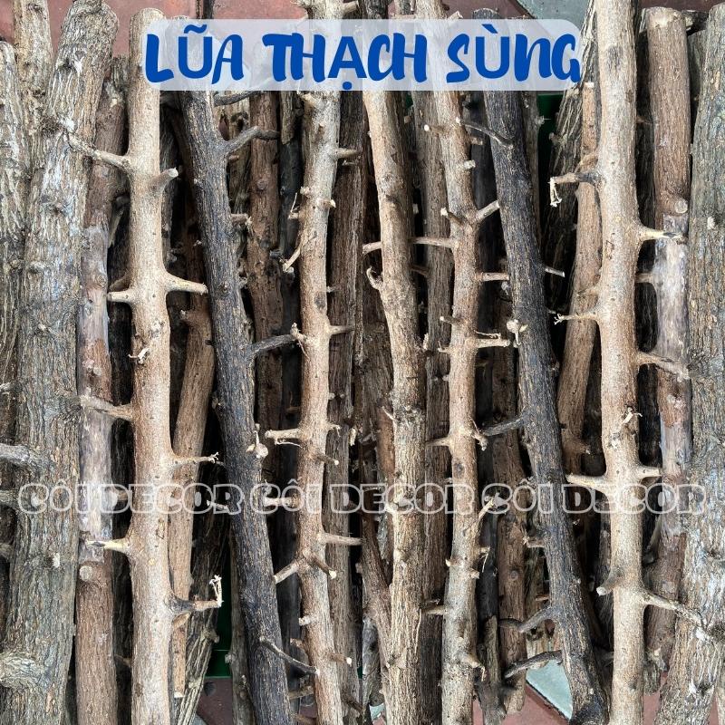 01 Cây Lũa thạch sùng thủy sinh trang trí bể cá, làm layout rừng ...