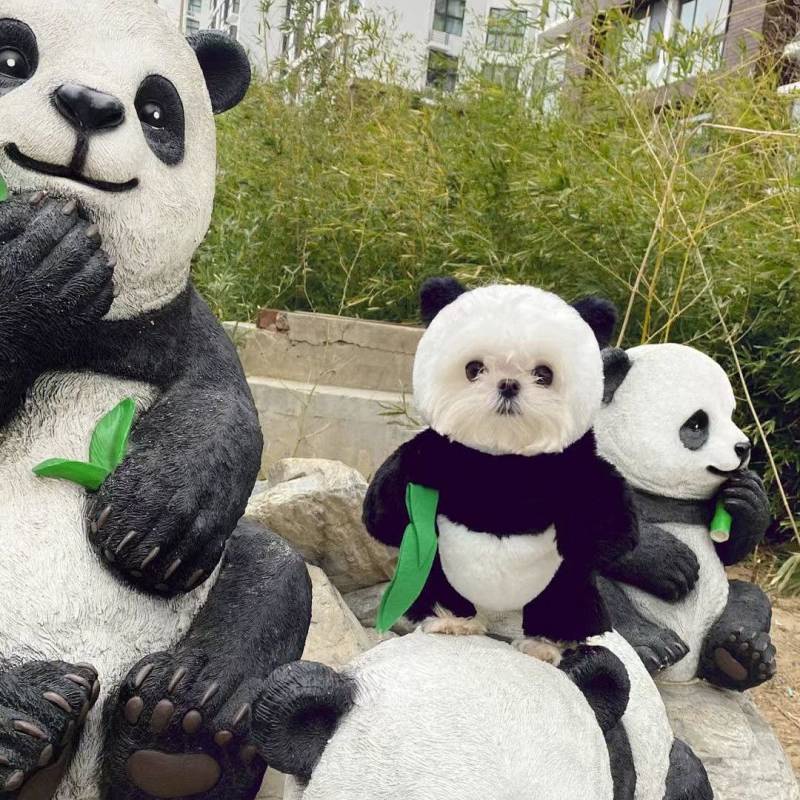 Dog Panda Clothes Standing Small Dog Bichon Teddy/Pomeranian Maltese