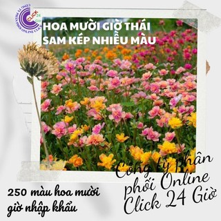 [NỞ CÀ NGÀY] 1 Ký Cành Giống Hoa Sam Kép Siêu Đẹp Nở Cả Ngày Bộ Sưu Tập 30 Màu Hoa Mười Giờ Sam