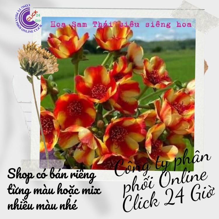 [Bán Theo Ký] Cành Giống Hoa Sam Chuẩn SAM THÁI Nhập Khẩu Hoa To Màu Số 3 Đẹp Rực Rỡ Hoa Mười Giờ