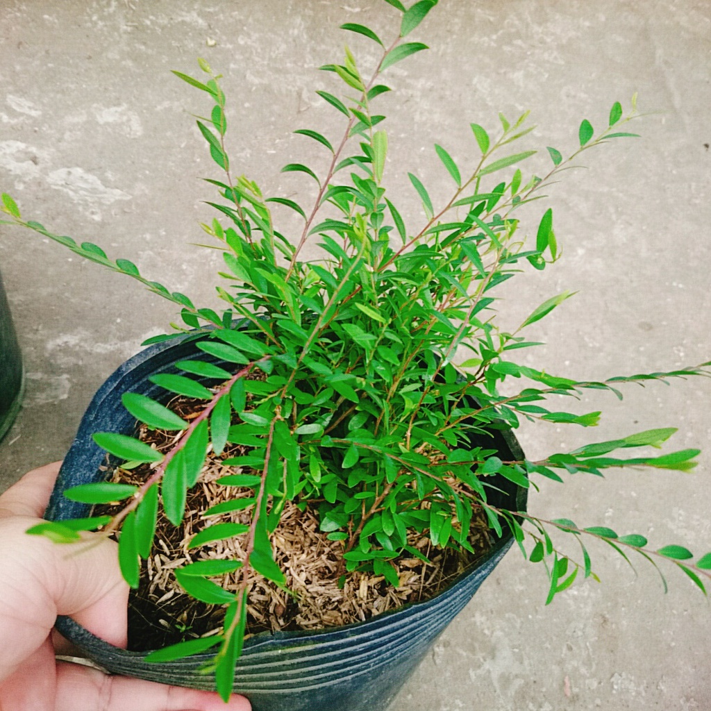 Cây Sơn Liễu Thái - cây cảnh sân vườn