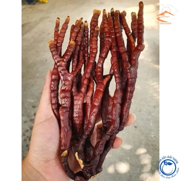 Nấm Linh chi Sừng Hươu Tây Bắc thu hái rừng, phơi khô tự nhiên. Thảo dược nấm linh chi sừng hươu, linh chi đỏ, lim xanh