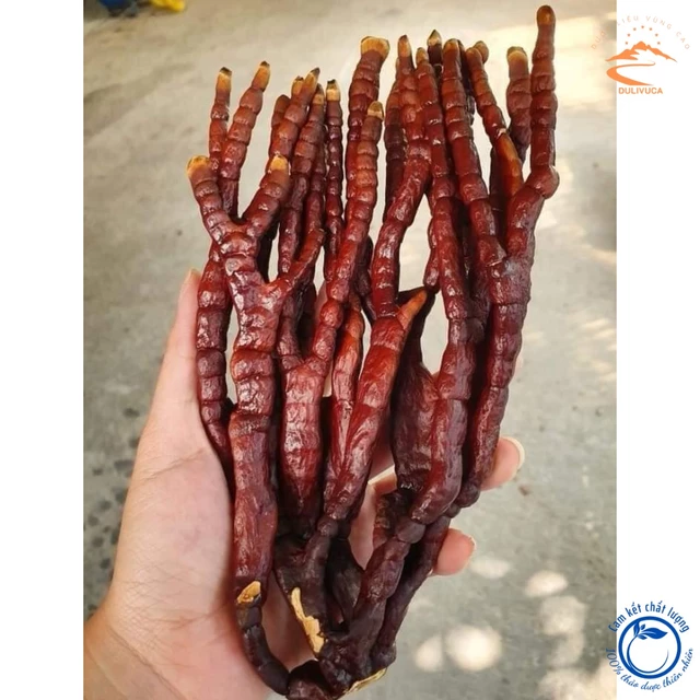 Nấm Linh chi Sừng Hươu Tây Bắc thu hái rừng, phơi khô tự nhiên. Thảo dược nấm linh chi sừng hươu, linh chi đỏ, lim xanh
