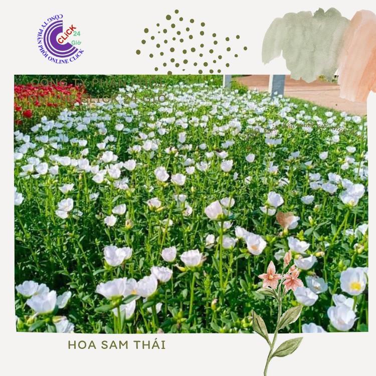 Cành Giống Hoa Sam Chuẩn SAM THÁI Nhập Khẩu Hoa To Màu Trắng Số 15 Tính Theo Cân  Hoa Mười Giờ Bonsai & Phụ Kiện