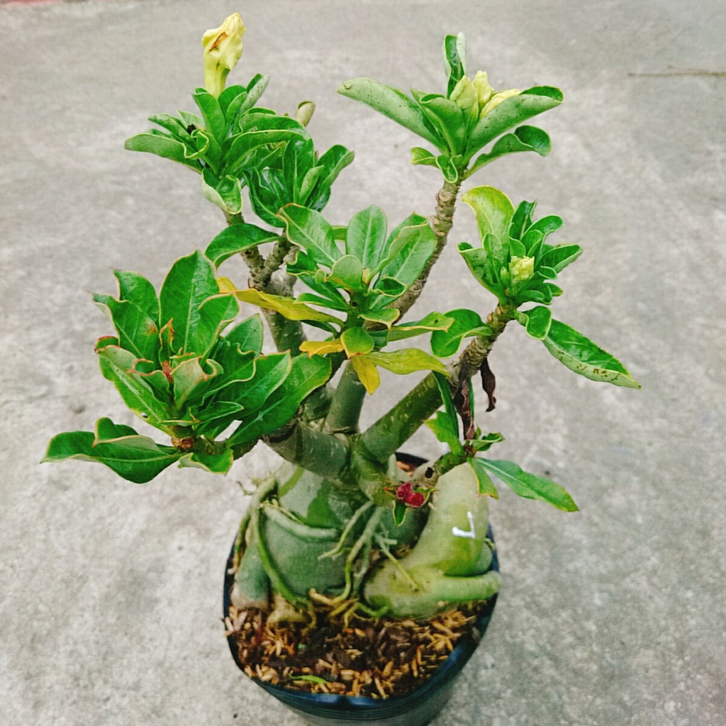 Cây Hoa Sứ Thái Ghép Nhiều Màu - cây cảnh trong nhà