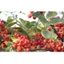 1kg hạt xuyên tiêu/ hoa tiêu Tứ Xuyên làm gà ủ muối (GIÁ LẺ BẰNG SỈ)