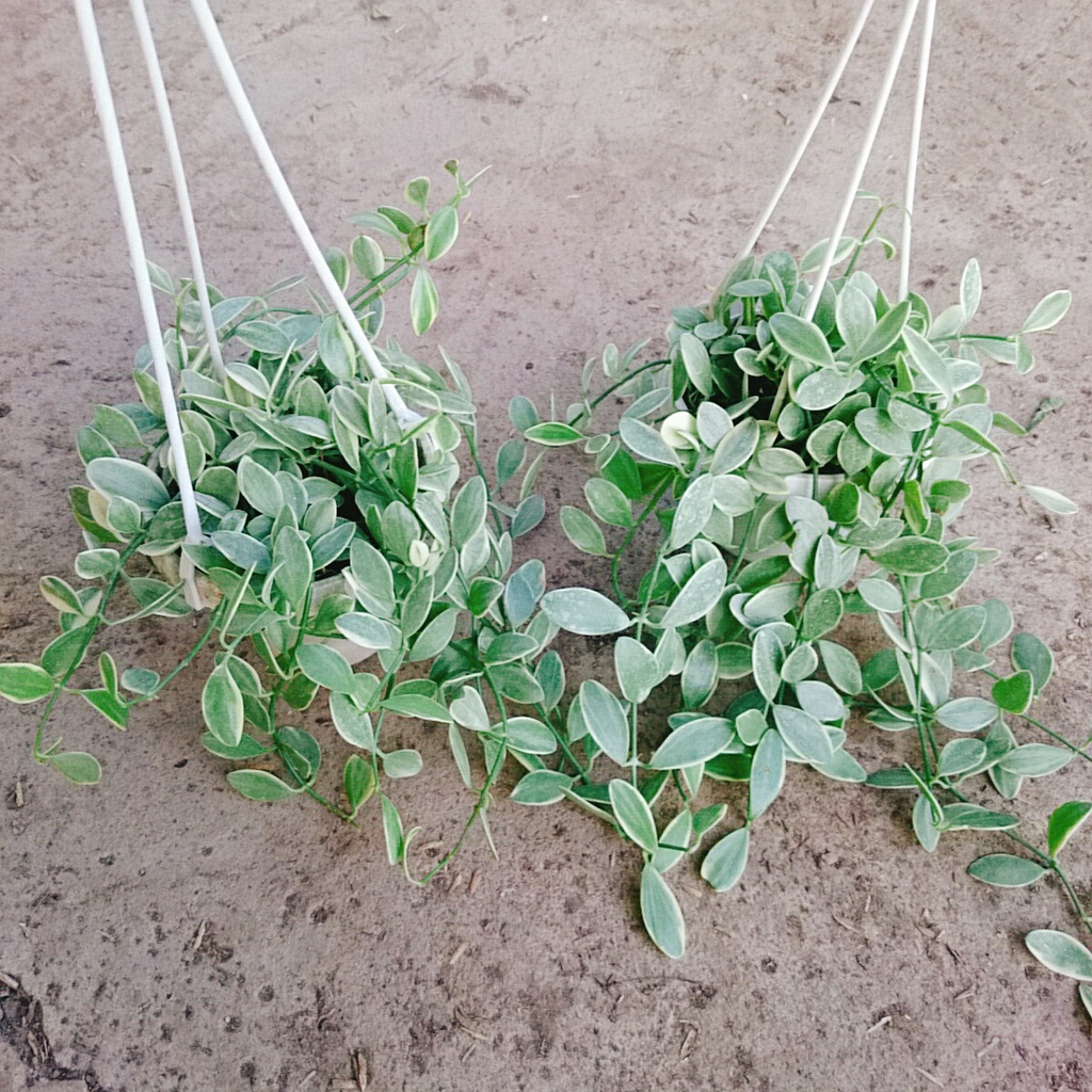 Cây lan đô la cẩm thạch - cây lan hạt dưa - chậu cây cảnh treo tường và ban công