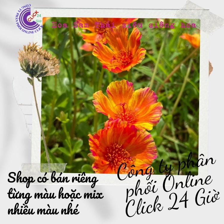 200g Cành Giống Hoa Sam Chuẩn SAM THÁI Nhập Khẩu Hoa To Màu Số 14 Thống Soái Hoa Mười Giờ Bonsai & Phụ Kiện