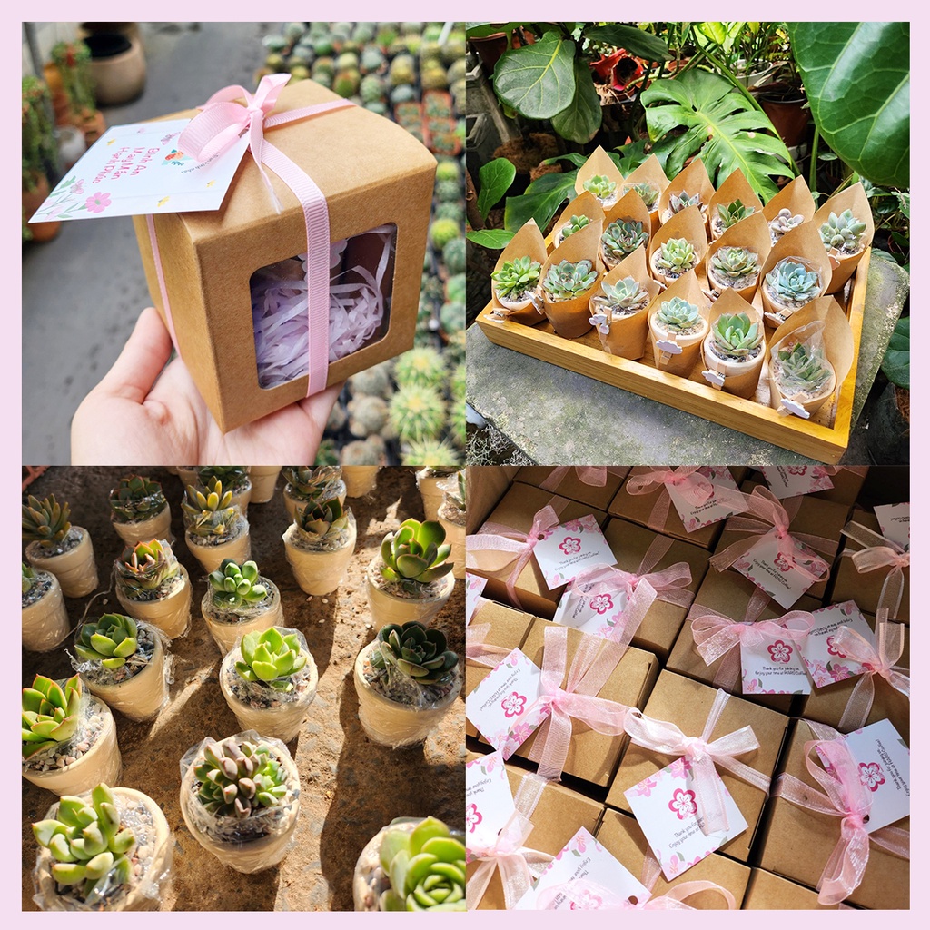 Set quà sen đá mini làm quà tặng sự kiện, qùa tặng tiệc cưới, quà tặng sinh nhật