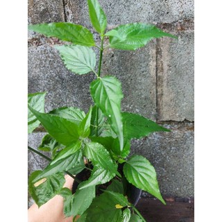 Cây xương khỉ, ngải bìm bịp (bầu gồm 4 -5 cây)