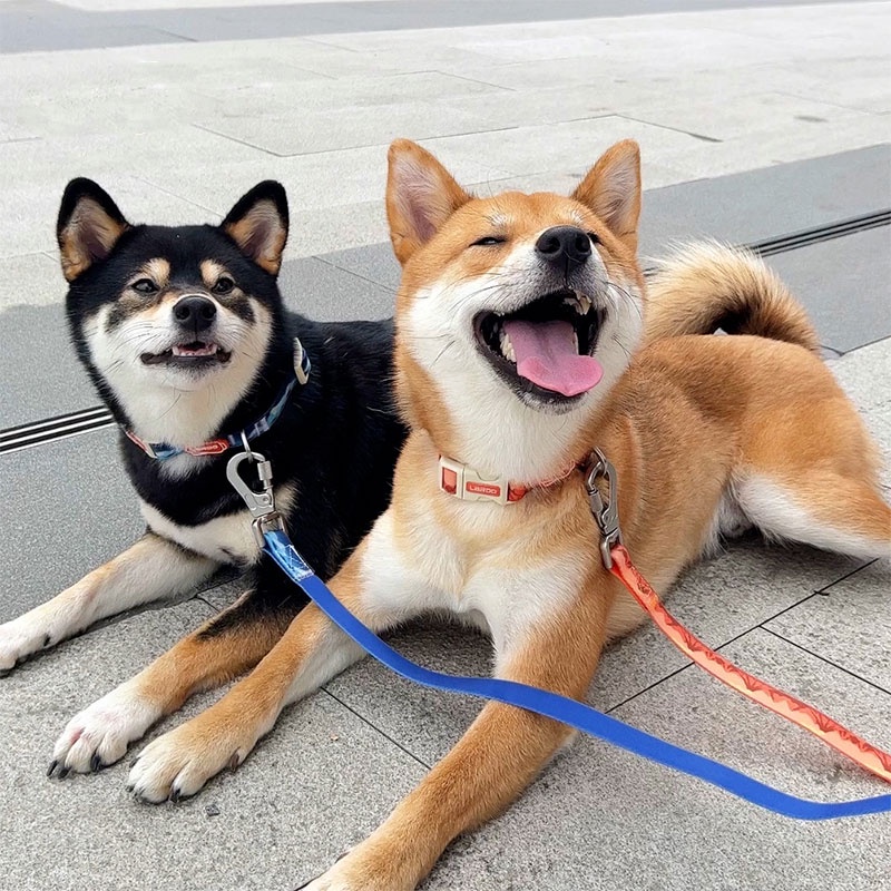 HamshMoc Bộ dây xích và cổ chó chống nước có thể điều chỉnh Vòng cổ thú cưng hạng nặng Mềm mại thoải mái Bền bỉ cho chó nhỏ vừa lớn