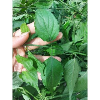 Cây xương khỉ, ngải bìm bịp (bầu gồm 4 -5 cây)