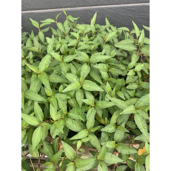 Cây rau răm ( bầu nhỏ) | Shopee Việt Nam