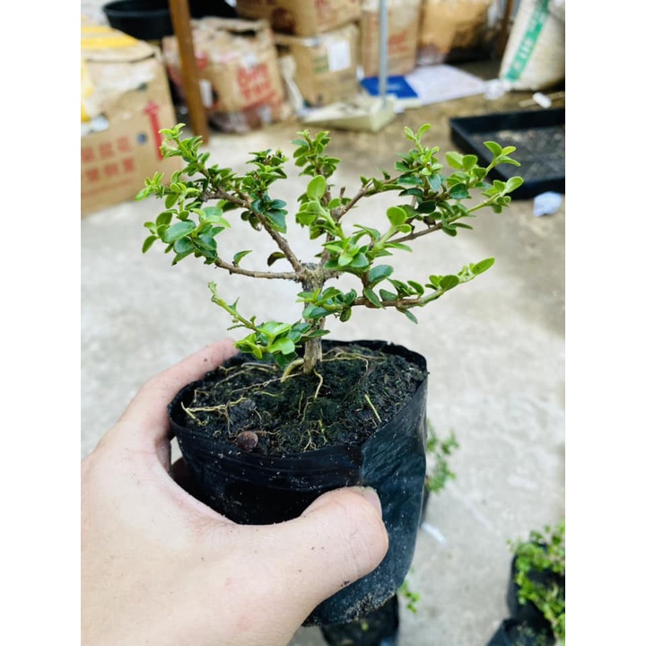 Sam hương mini trang trí tiểu cảnh, Terrarium