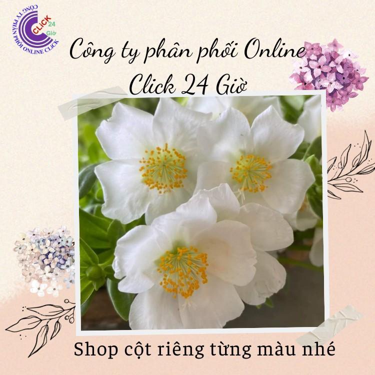 Cành Giống Hoa Sam Chuẩn SAM THÁI Nhập Khẩu Hoa To Màu Trắng Số 15 Tính Theo Cân  Hoa Mười Giờ Bonsai & Phụ Kiện