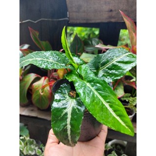 Trầu bà nhung sọc trắng