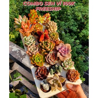 Combo Sen Đá vỉ mini siêu xinh, Sen Đá mix nhiều loại khác nhau Mầm Nắng Garden  LỖI 1 ĐỀN 1
