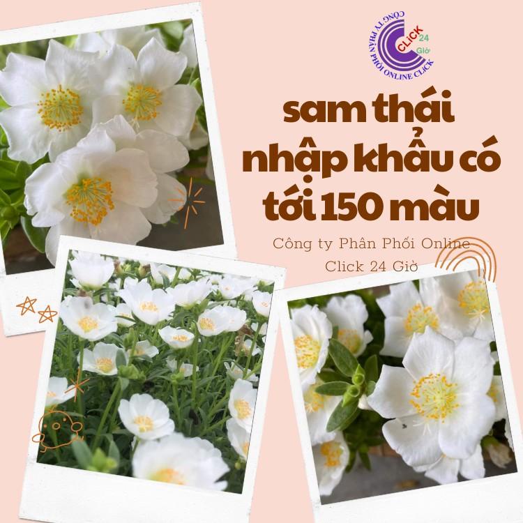 Cành Giống Hoa Sam Chuẩn SAM THÁI Nhập Khẩu Hoa To Màu Trắng Số 15 Tính Theo Cân  Hoa Mười Giờ Bonsai & Phụ Kiện