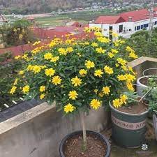 Cây cúc thân gỗ dáng TREE đang sẵn hoa nhiều nụ, cây lâu năm dễ trồng ...