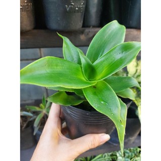 Cây lược vàng