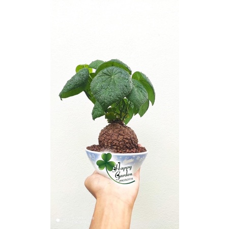 Củ Mai Rùa size 6-7cm | Shopee Việt Nam