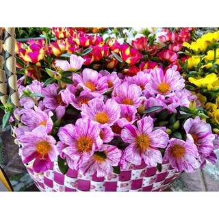 [Cân Ký] Cành Giống Hoa Sam Thái Sọc Loang Màu Số 3 Hoa To Đẹp MiMa market
