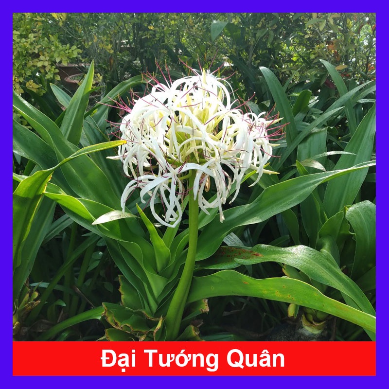 Cây Đại Tướng Quân - Cây Náng - cây dược liệu
