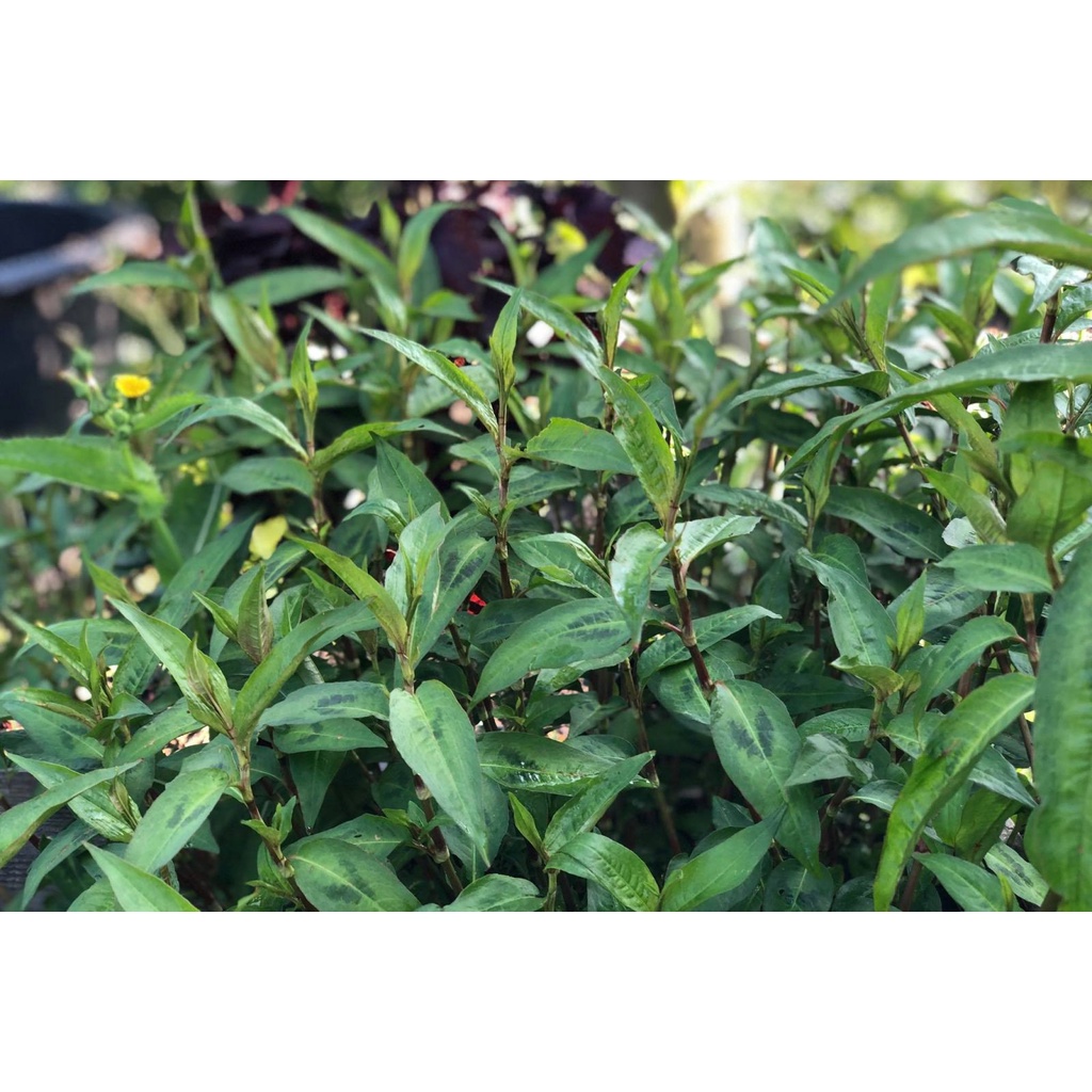Cây rau răm Cây gia vị - Cây thuôc quý.. | Shopee Việt Nam