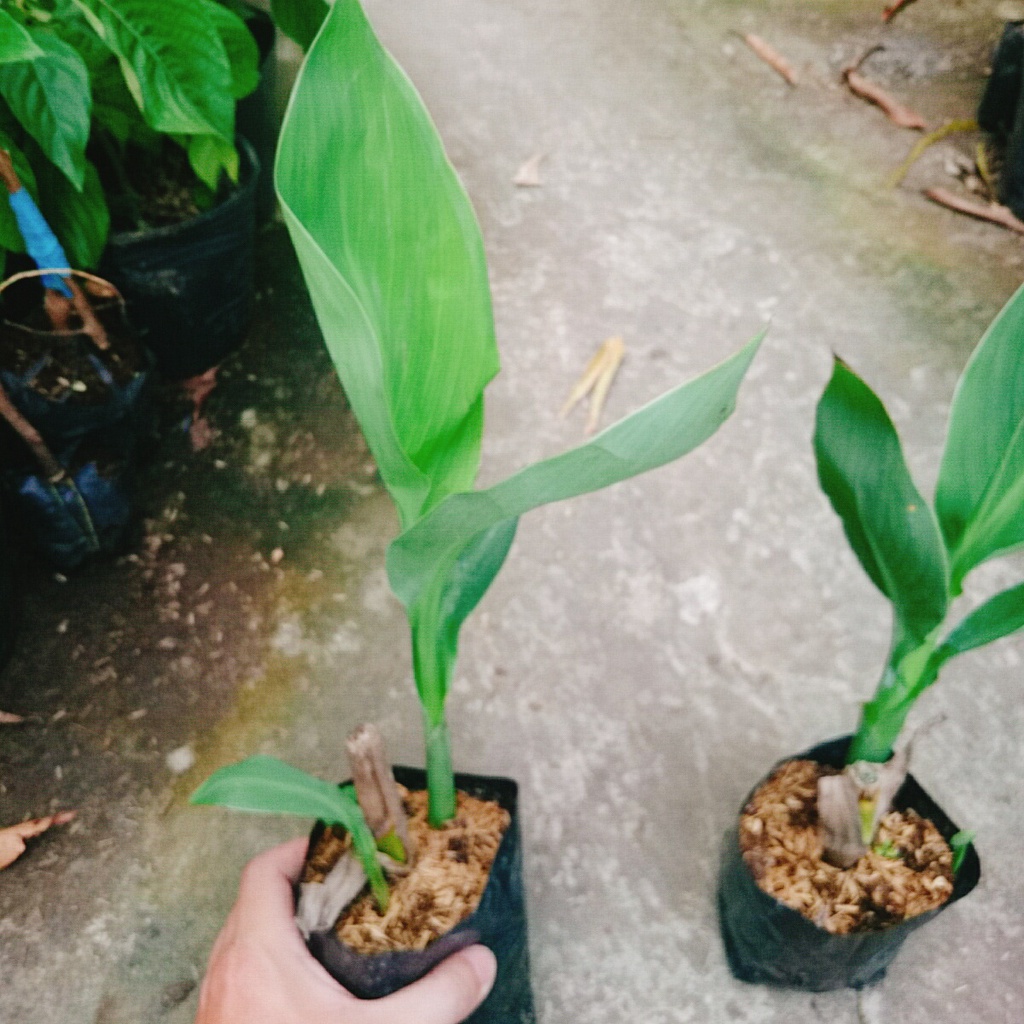 Cây Chuối Hoa Đỏ - cây chuối cảnh, cây trồng công trình, trang trí sân vườn