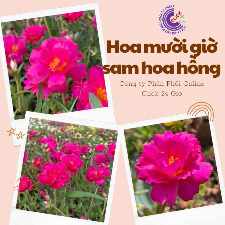 1 Ký Cành Giống Hoa Mười Giờ Sam Hoa Hồng Bông To Đủ 2 Màu Hoa Mười Giờ