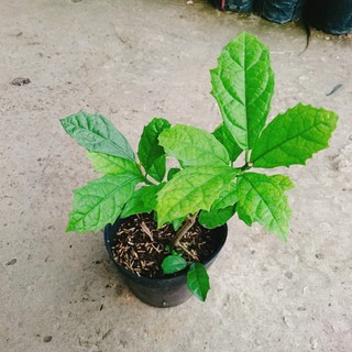 Cây Xạ Đen - Những công dụng thần kỳ