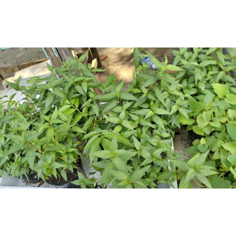 cây rau răm | Shopee Việt Nam