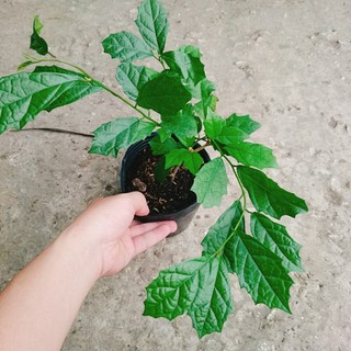 Cây Xạ Đen - Những công dụng thần kỳ