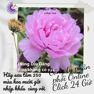 Hoa Mười Giờ Thái Kép Màu Hồng Dịu Dàng Đẹp Tuyệt Cành Giống Khỏe