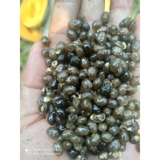 28k - 100 hạt giống đu đủ đực (siêu hoa )