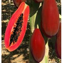 #Hạt_giống_đu_đủ_vỏ_đỏ_lùn_siêu_trái F1