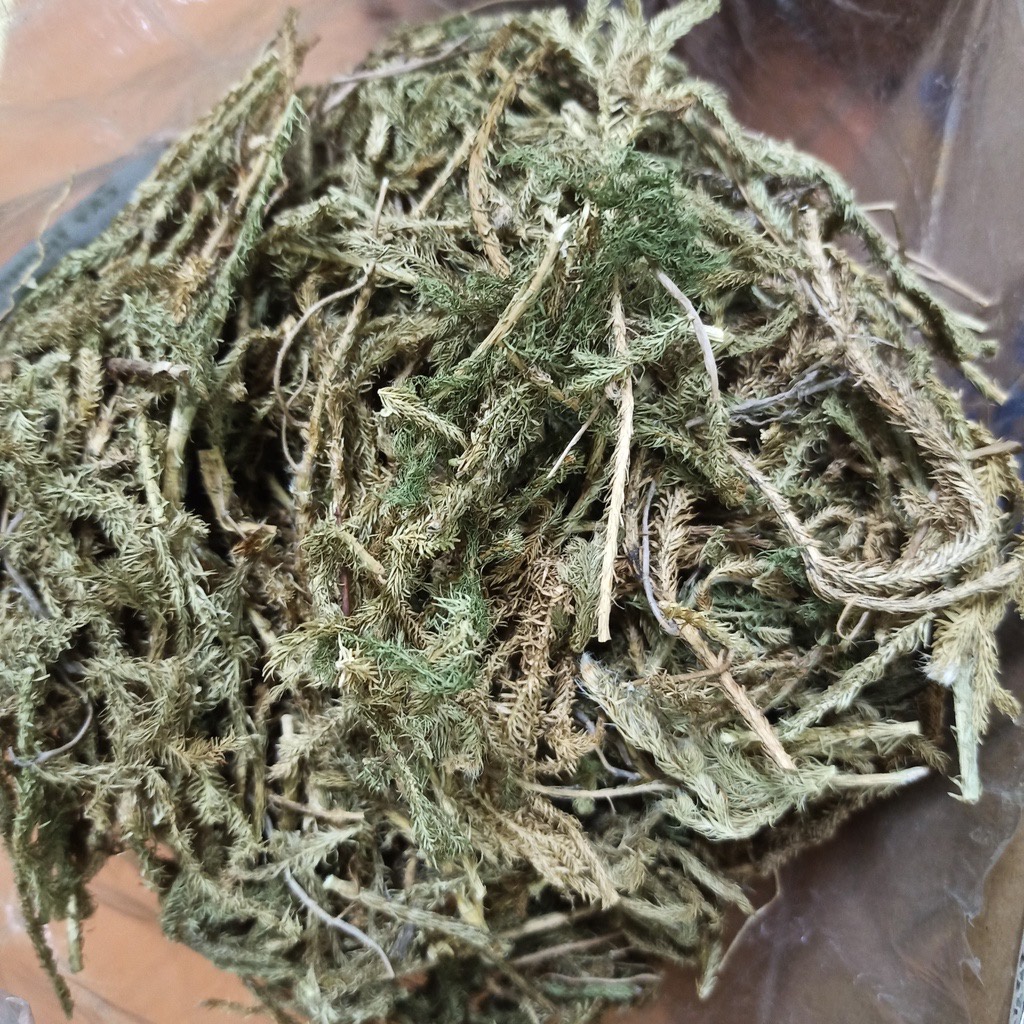 Cây Thông Đất Khô [1kg] Hàng Sạch Đẹp