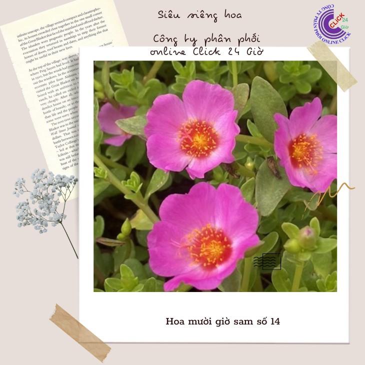 [Cân Ký] Cành Giống Hoa Sam Chuẩn Sam Thái Nhập Khẩu Hoa To Màu Tím Số 14 Hoa Mười Giờ Sam Giống Mới MM Market